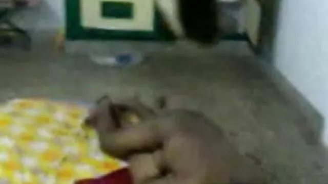 ডগী-স্টাইল, মাই এর, হার্ডকোর সেক্সি বডি