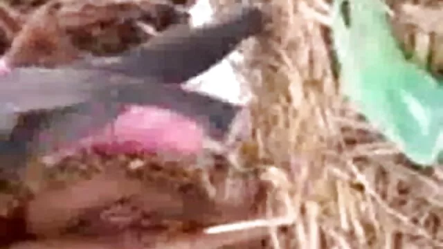 মাই ভোজপুরি সেক্সি ভিডিও গান এর, গুদ, মেয়ে সমকামী, খাওয়ারত