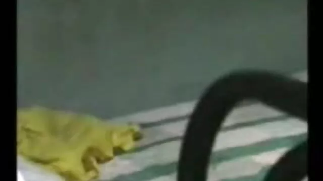 বহু পুরুষের এক নারির এশিয়ান জাপানি ভোজপুরি সেক্সি ভিডিও গান